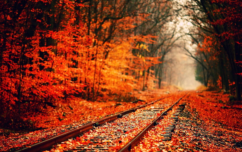 autumn walk, red, autumn, orange, woods, HD wallpaper