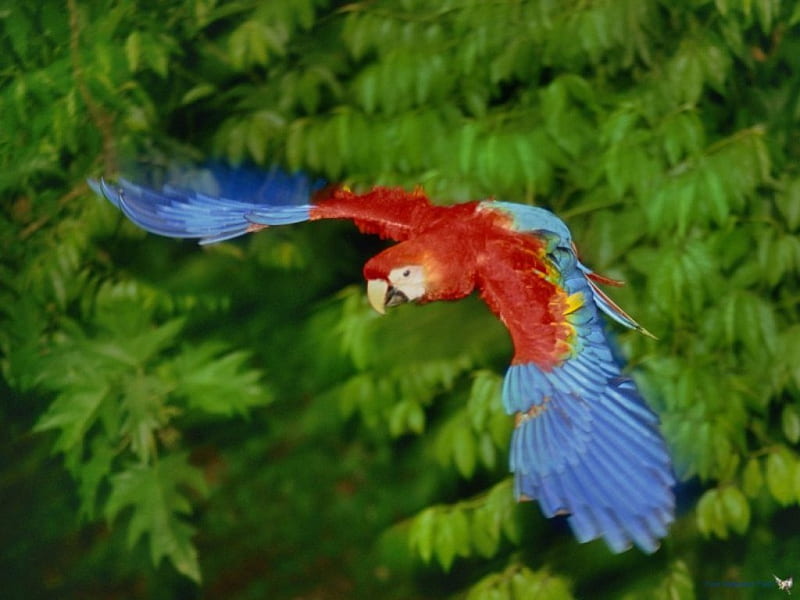 scarlet macaw in flight, red, wings, flying, blue, feathers, HD wallpaper