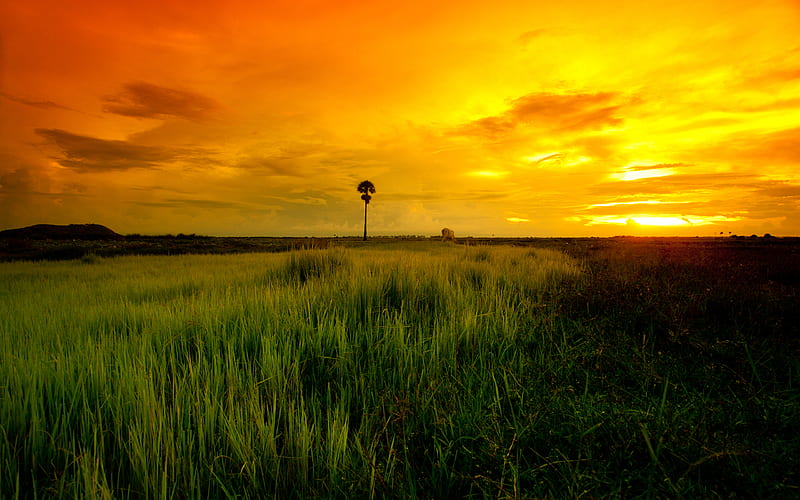 Sunset, colorful, grass, orange, yellow, bonito, clouds, splendor, green, sunsets, path, beauty, fields, amazing, lovely, view, cambodia, colors, sky, peaceful, nature, grassland, field, landscape, HD wallpaper