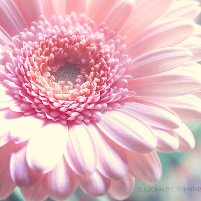 Look how far we've have come, macro, flower, gerbera, soft, pink, HD ...