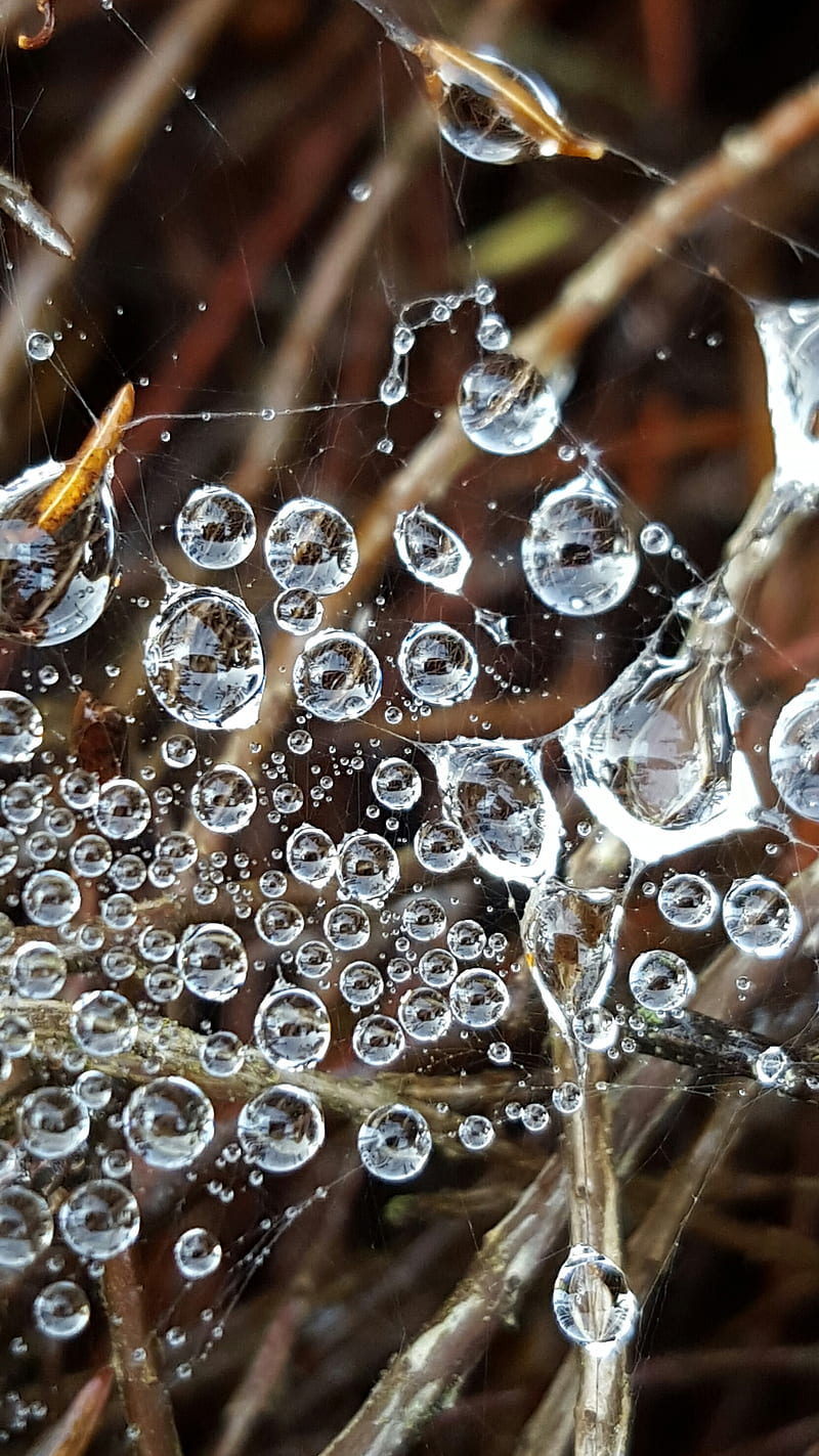 Water, abstract, makro, natur, spider, web, HD phone wallpaper