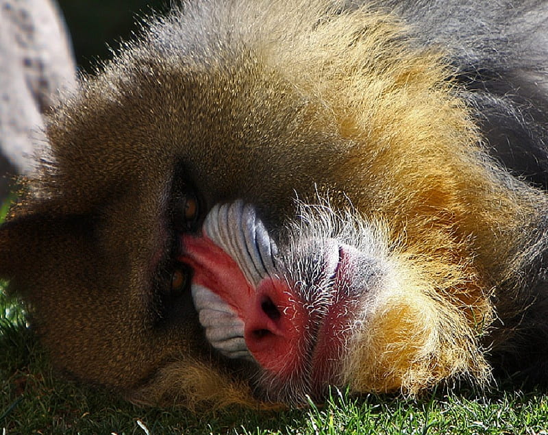 Simiadae Division, snout, baboon, coloured, canine teeth, animal, HD wallpaper
