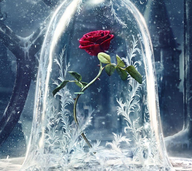 rose, para los enamorados, rosa de amor, HD wallpaper