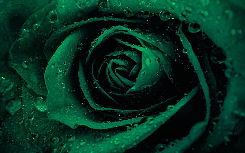 Green rose, rosebud, green flowers, roses, HD wallpaper