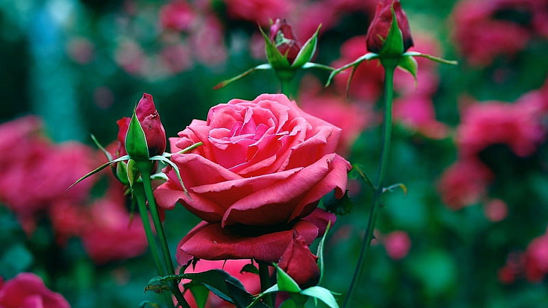 roses, red, flowers, rose, wild, HD wallpaper