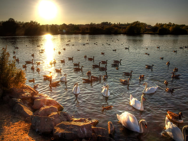 Sunset-R, pretty, sun, ducks, bonito, sea, beach, graphy, nice, stones, beauty, river, scenery, amazing, forest, lovely, view, birds, park, sky, trees, swans, lake, water, cool, r, nature, walk, great, landscape, HD wallpaper