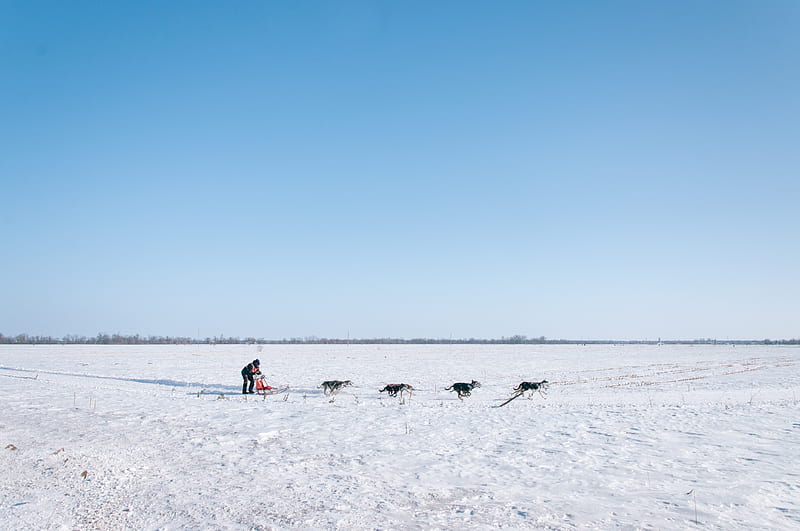 man and four dogs on snow field, HD wallpaper