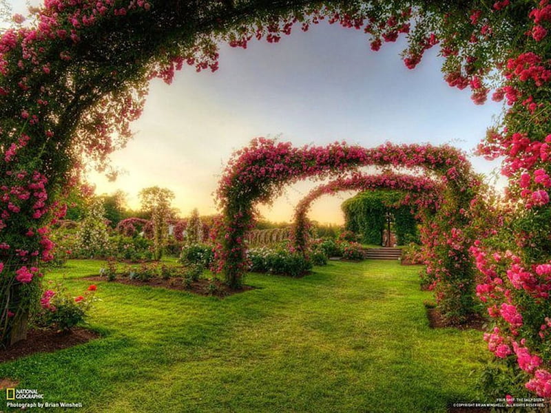 Red Rose Arches, gate, red, walkway, arch, rose, flower, garden, bonito, HD wallpaper