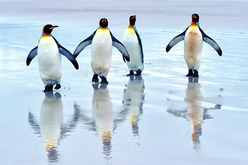 *** King penguins ***, birds, bird, animals, animal, HD wallpaper