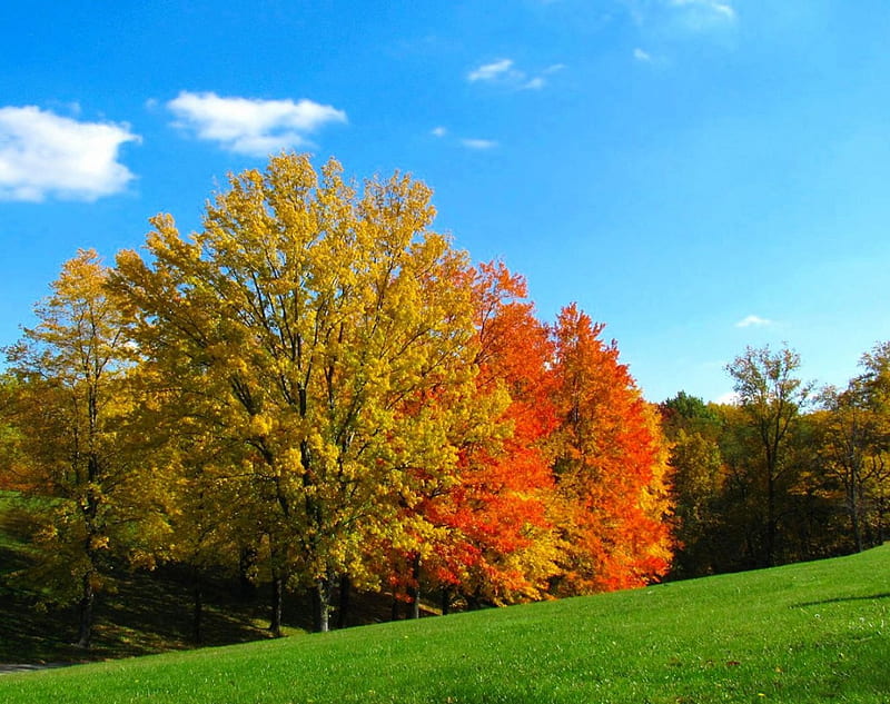 Autumn Begins, forest, fall, september, autumn, grass, trees, sky, nature, october, HD wallpaper