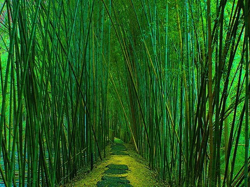 Green Bambo Forest Trail, forest, green, trail, path, bamboo, HD wallpaper