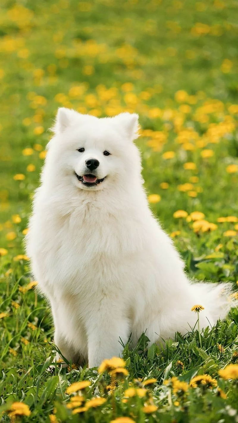 Samoyed Dogs #dogsamoyed #petlove #lovepet. Samoyed dogs, Dog breeds, Large dog breeds, Cute Samoyed Dog, HD phone wallpaper