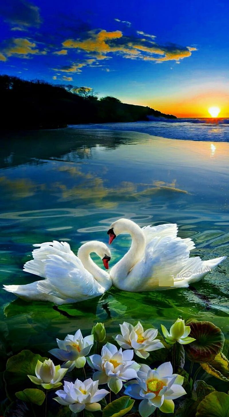 Swan, love, HD phone wallpaper | Peakpx