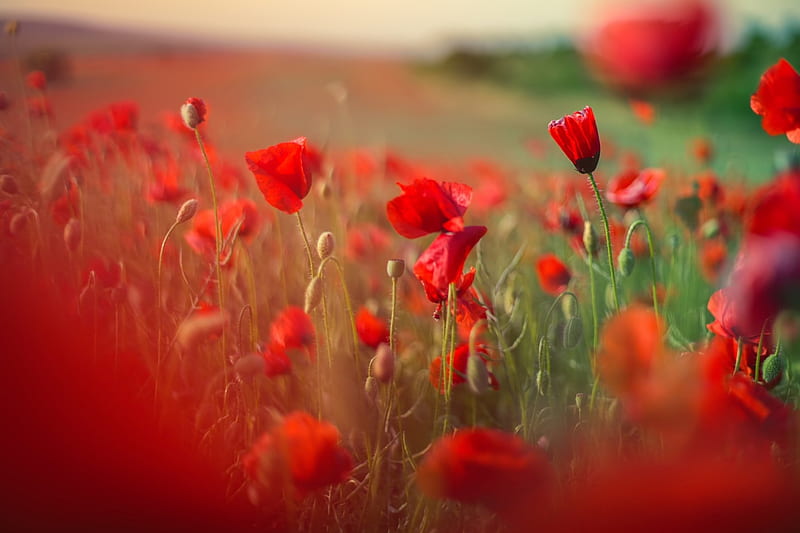 Poppy Fields, red, poppy, nature, fields, abstract, HD wallpaper | Peakpx