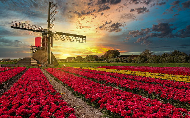 field with tulips, evening, sunset, wooden mill, purple tulips, wildflowers, Netherlands, tulips, HD wallpaper