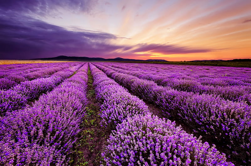 Lavender sunrise, colorful, amazing, bonito, Bulgaria, lavender, sky ...