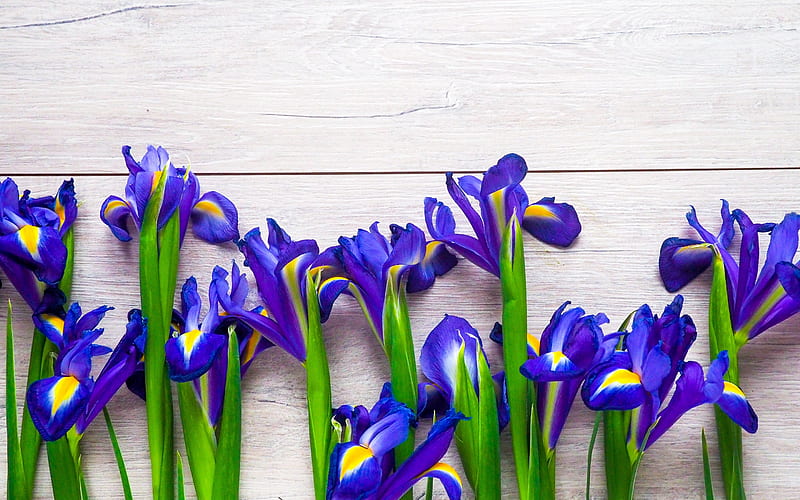 Irises, blue, iris, green, flower, white, wood, card, HD wallpaper