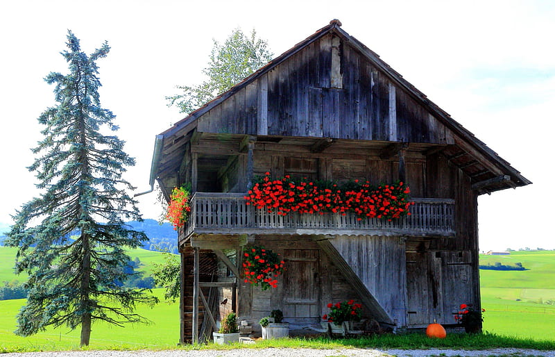 Garret - House - Barn, house, colors, bonito, barn, tree, graphy, splendor, pumpkin, flowers, peaceful, color, nature, garret, landscape, wood, HD wallpaper