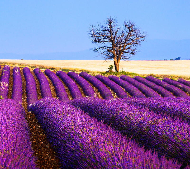 Spring Lavender, HD wallpaper | Peakpx