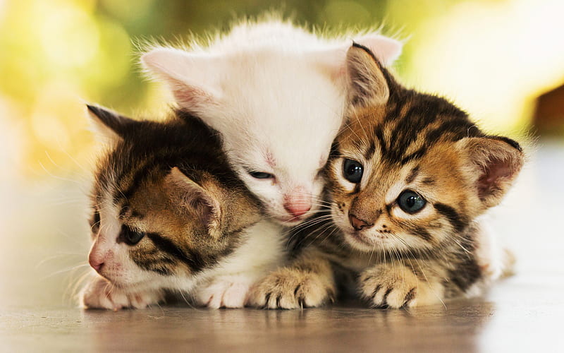 American Shorthair Cat, kittens, close-up, domestic cats, family, pets, cats, cute cat, American Shorthair, HD wallpaper