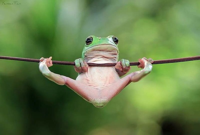 Frogs Exercise, Frogs, Green, White, Black Eyes, Animals, Exercise, HD wallpaper