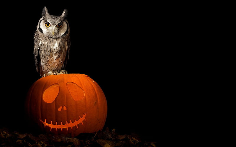 HALLOWEEN, pumpkins, owls, halloween , owl, pumpkin, halloween pumkin, theme, halloween favorites, HD wallpaper