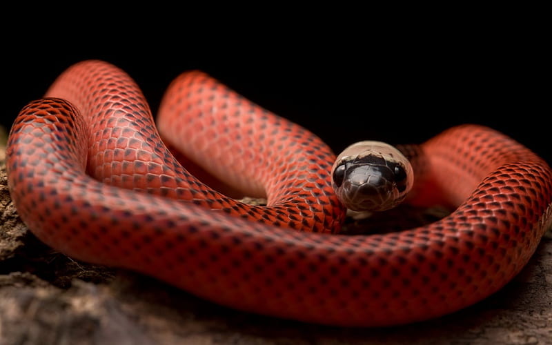 Snake, Black-red snake, Black-collared Snake, Drepanoides anomalus, HD wallpaper