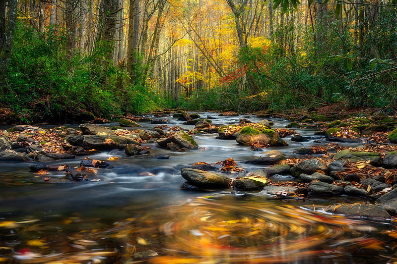 Fall in Great Smoky Mountains National Park, North Carolina, autumn, creek, trees, forest, leaves, colors, HD wallpaper
