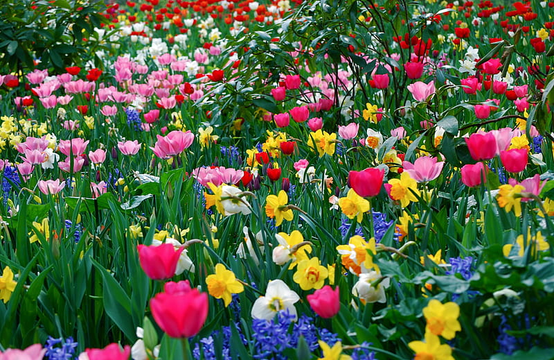 Field Of Flowers, rocks, pretty, grass, daffodils, yellow, clouds, flowers field, mounts, peak, flowers, beauty, tulips, reflection, hills, lovely, sky, trees, purple, mountains, stoes, white, landscape, field, red, colorful, bonito, graphy, leaves, green, scenery, pink, blue, tulip view, colors, spring, lake, daffodil, nature, branches, scene, HD wallpaper