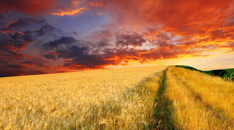 Endless wheat field at sunset, sunset, fields, clouds, wheat, HD ...