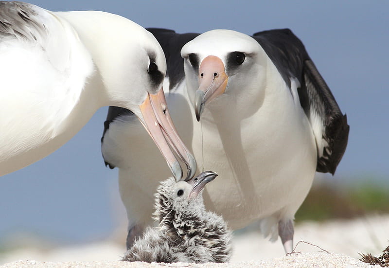 *** Albatross with chick ***, birds, albatross, animals, animal, HD wallpaper