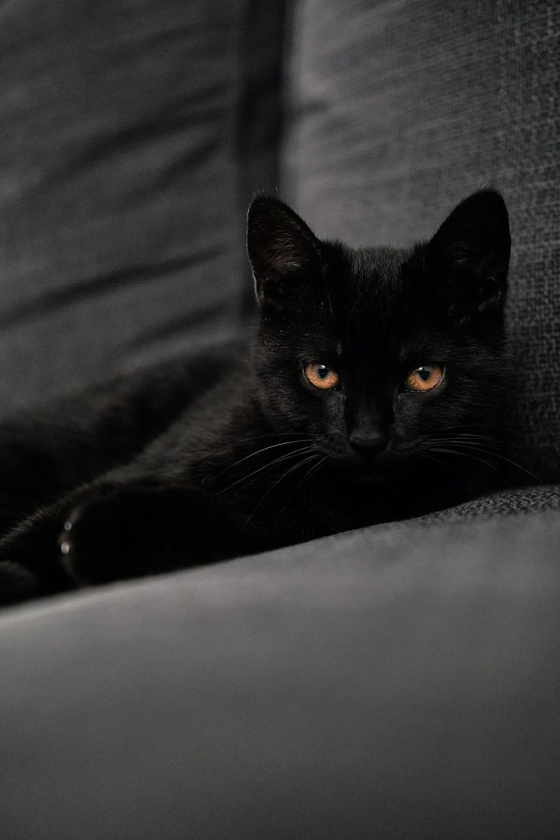 cat, pet, glance, black, HD phone wallpaper