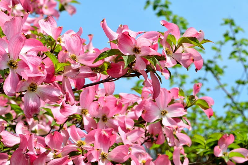 Pink Dogwood, dogwood, pink flowers, Pink Dogwood flowers, spring flowers, HD wallpaper