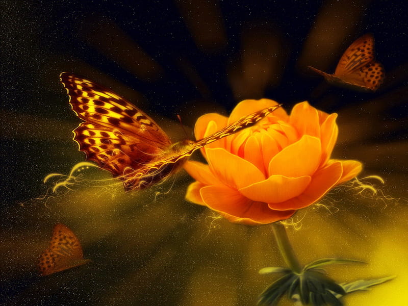 Butterfly on flower, pretty, lovely, orange, sunny, bonito, delicate, nice, butterfly, gentle, flower, garden, nature, tender, HD wallpaper