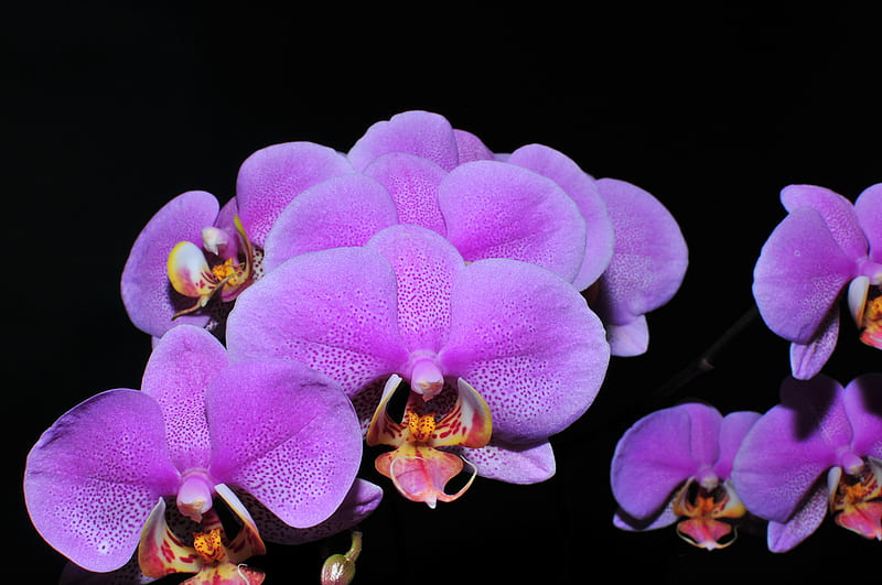 Orchids, orhidee, mov, flower, purple, flower, nature, orquidea, flori, lila, HD wallpaper