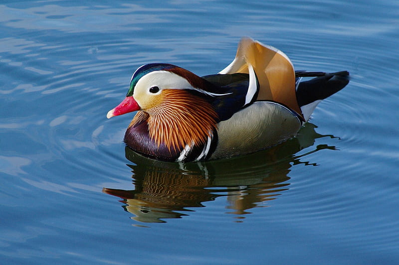 Mandarin duck, red, water, bird, orange, black, white, blue, HD wallpaper