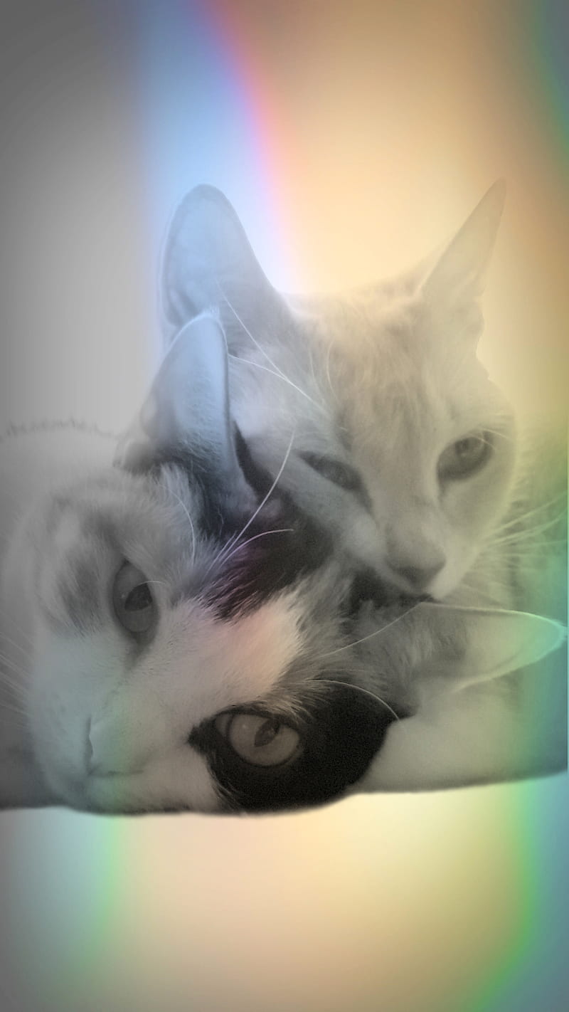 Cuddle Cats Love, calico, cat, cats, close, colors, cool, cute, eyes, face, feline, head, kitties, kitty, light, love, loving, luv, graphy, snuggle, sweet, tabby, together, HD phone wallpaper