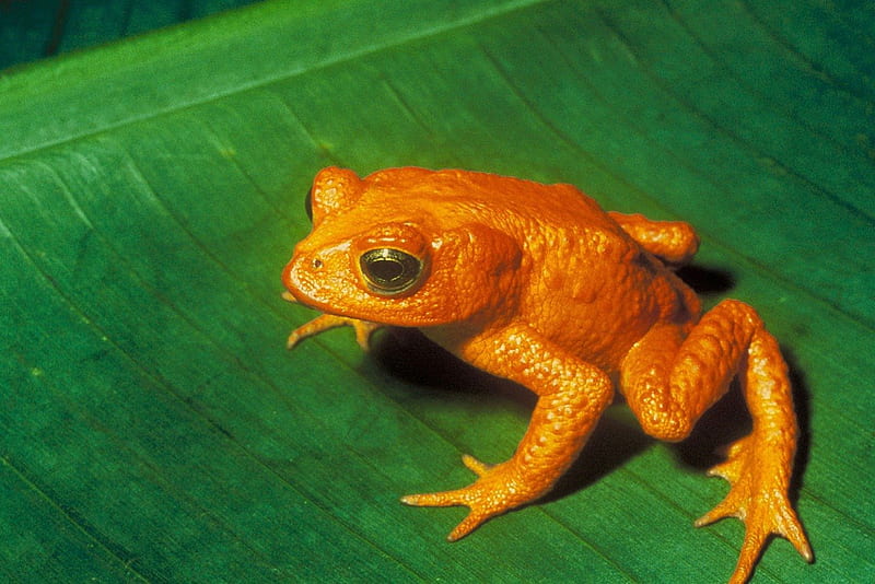 COSTA RICAN GOLDEN TOAD, frogs, orange, toads, amphibian, rare, HD wallpaper