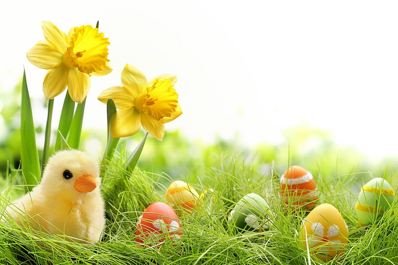 Easter Chick, Easter, Easter eggs, chicken, grass, daffodils, eggs, Spring, chick, HD wallpaper