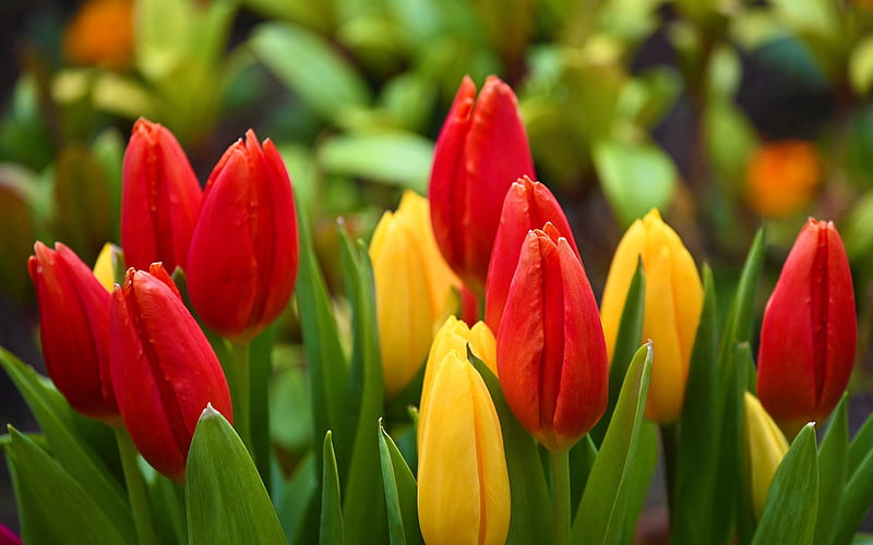 tulips, spring flowers, red tulips, yellow tulips, spring, background with tulips, HD wallpaper