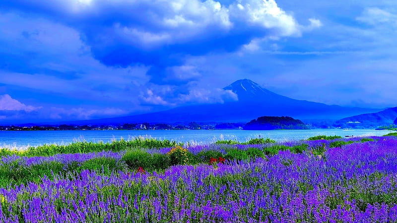 Mount Fuji in Spring, mountain, nature, spring, lavender, clouds, fuji, field, HD wallpaper