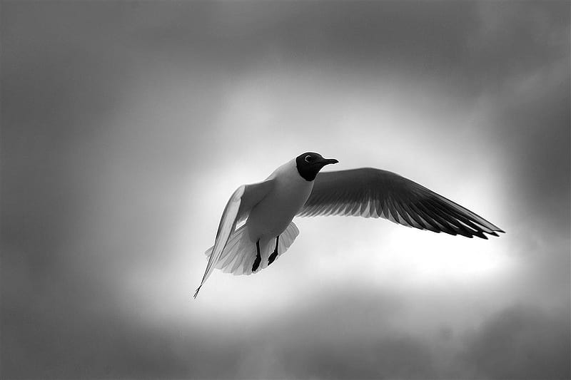 Just hangin, black, white, bird, animals, HD wallpaper | Peakpx