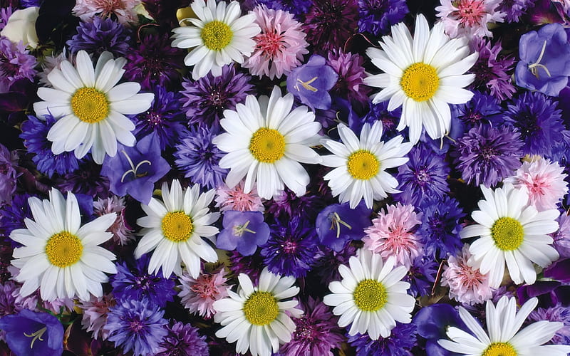 flowers, daisies, cornflowers, bluebells, HD wallpaper