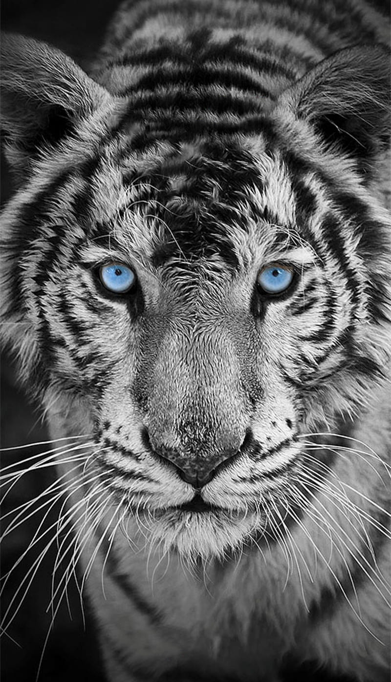 White Tiger Splash , tiger, white, tigers, big cats, big, blue eyes, HD phone wallpaper