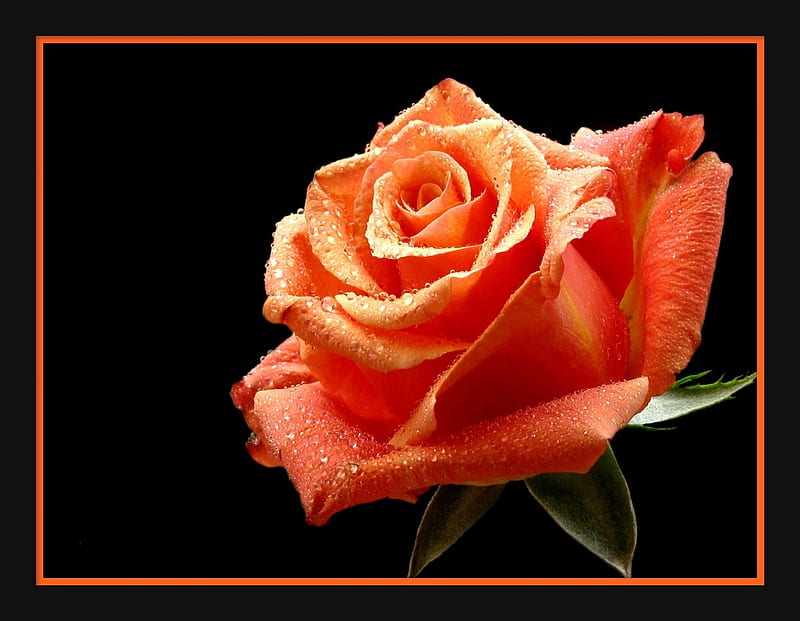 Rose for CroZg, special, friend, orange, rose, raindrops, bonito, leafs, friendship, love, cica, flowers, beauty, crozg, dedication, sentimental, black, nature, petals, HD wallpaper
