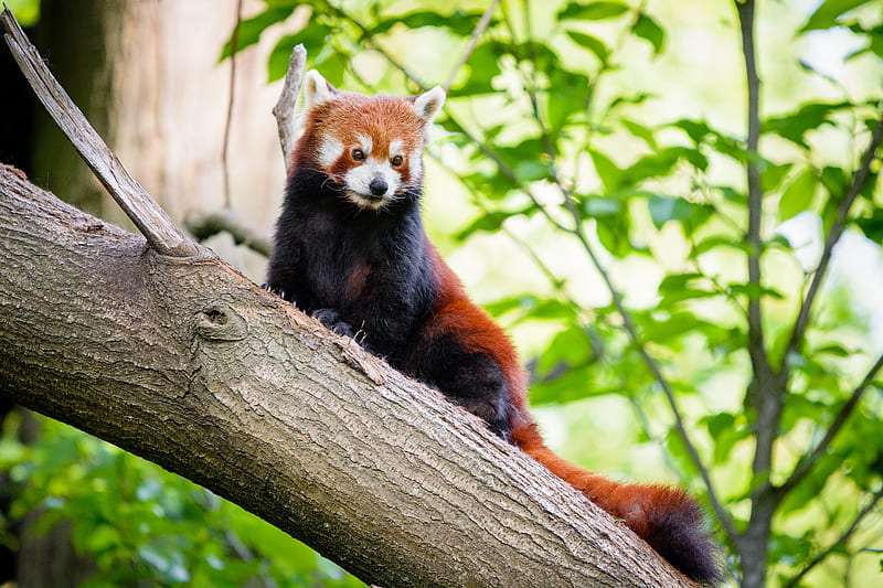 red panda, panda, cute, tree, HD wallpaper