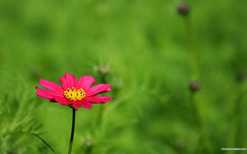 Autumn flowers-grass in the cosmos 33, HD wallpaper