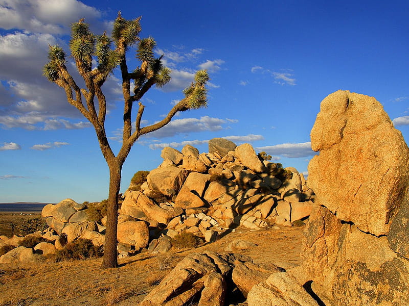 joshua tree mojave desert littlerock california, nature, deserts, HD wallpaper