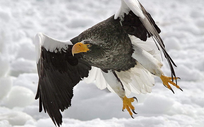 Stellers-Sea-Eagle, fly, wings, bird, eagle, hawk, clouds, sky, animals, HD wallpaper