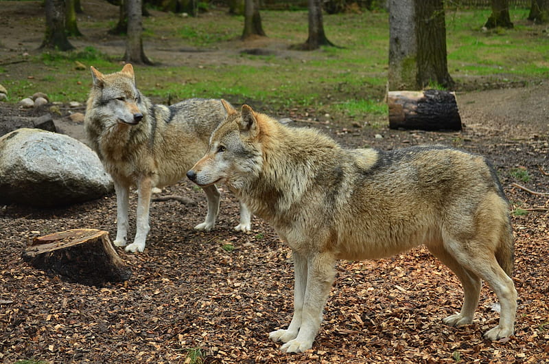 My Visit in the Wolfpark, predator, gris, european, wolves, HD wallpaper